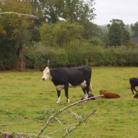 Ty Llew 호텔 Llandysilio 외부 사진