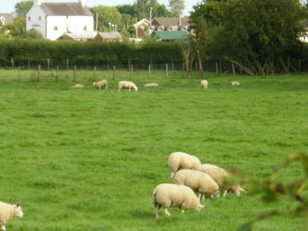 Ty Llew 호텔 Llandysilio 외부 사진